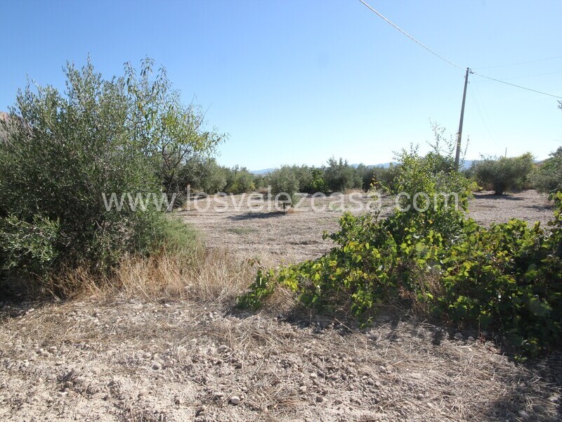 LVC506: Country Property to Reform for sale in Velez Blanco, Almería