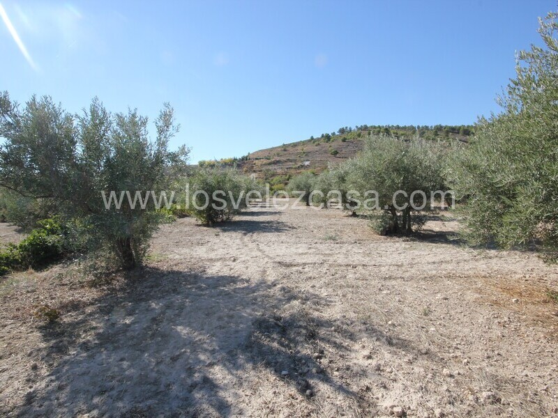 LVC506: Country Property to Reform for sale in Velez Blanco, Almería