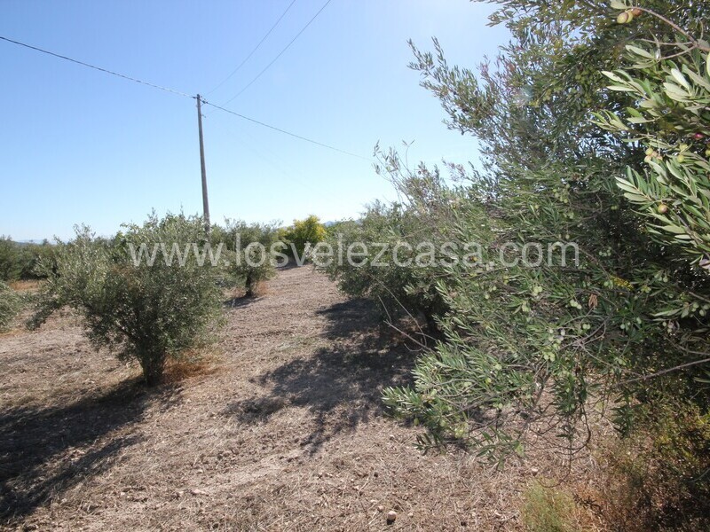 LVC506: Country Property to Reform for sale in Velez Blanco, Almería