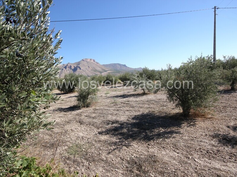 LVC506: Country Property to Reform for sale in Velez Blanco, Almería