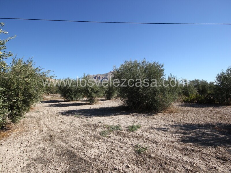 LVC506: Country Property to Reform for sale in Velez Blanco, Almería